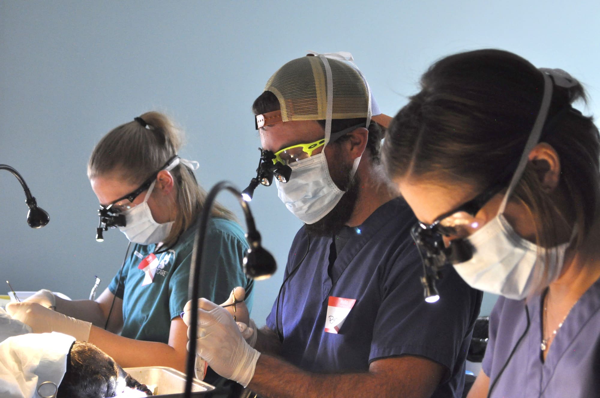 how to become a veterinary dentist