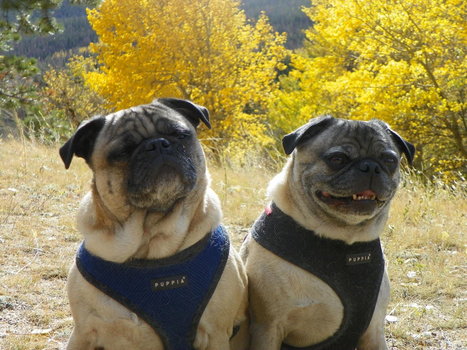 Dog-friendly douglas county - two pugs 