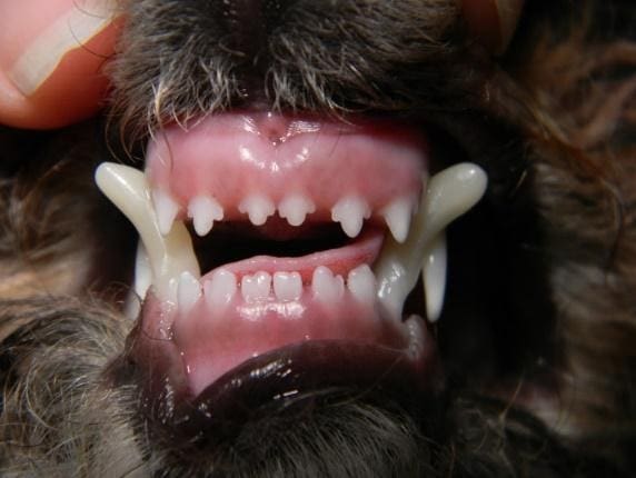 C:UsersOwnerDesktopResidencyImage libraryBase narrow mandibular caninesHazelDSCN4879.JPG
