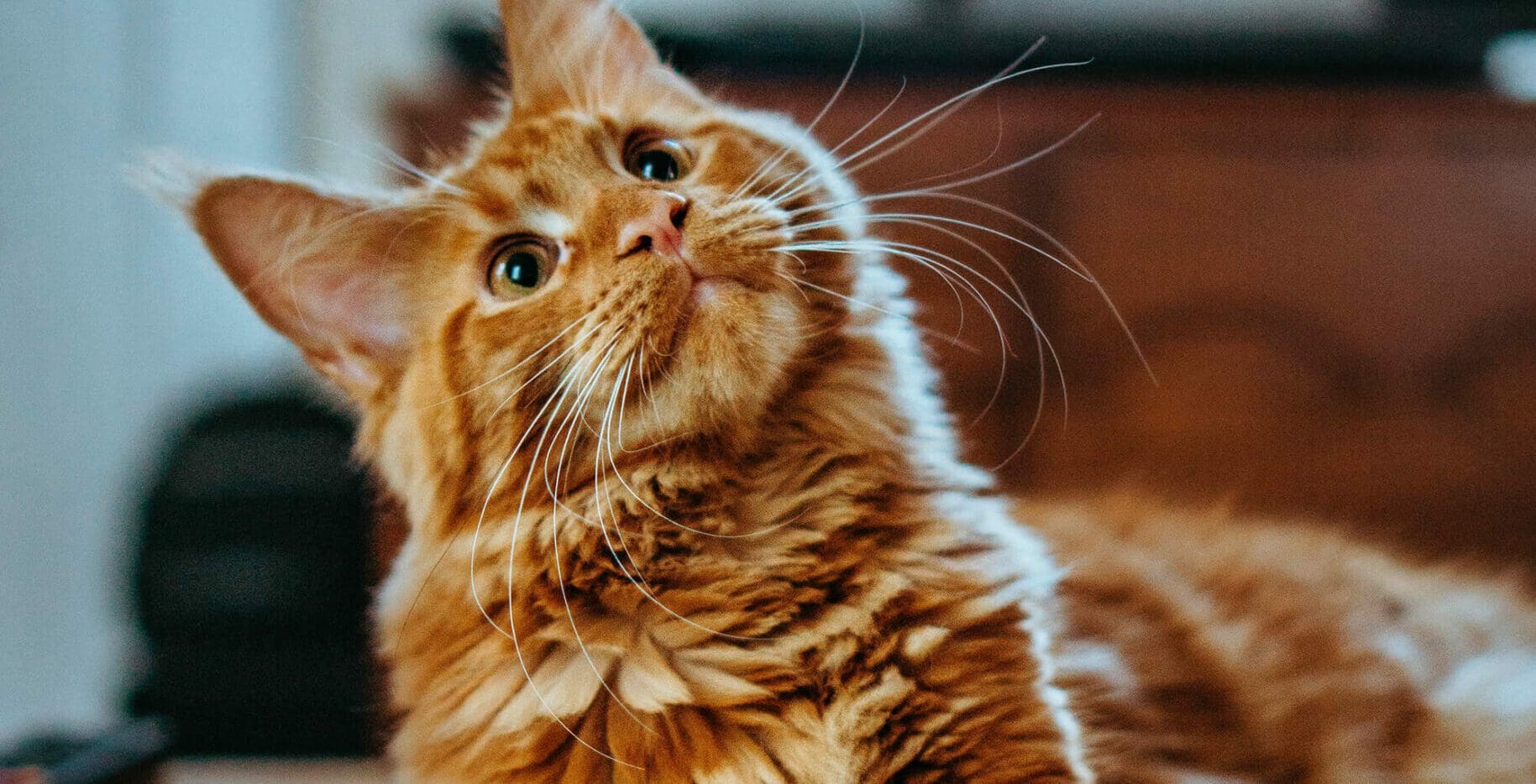 &nbsp;