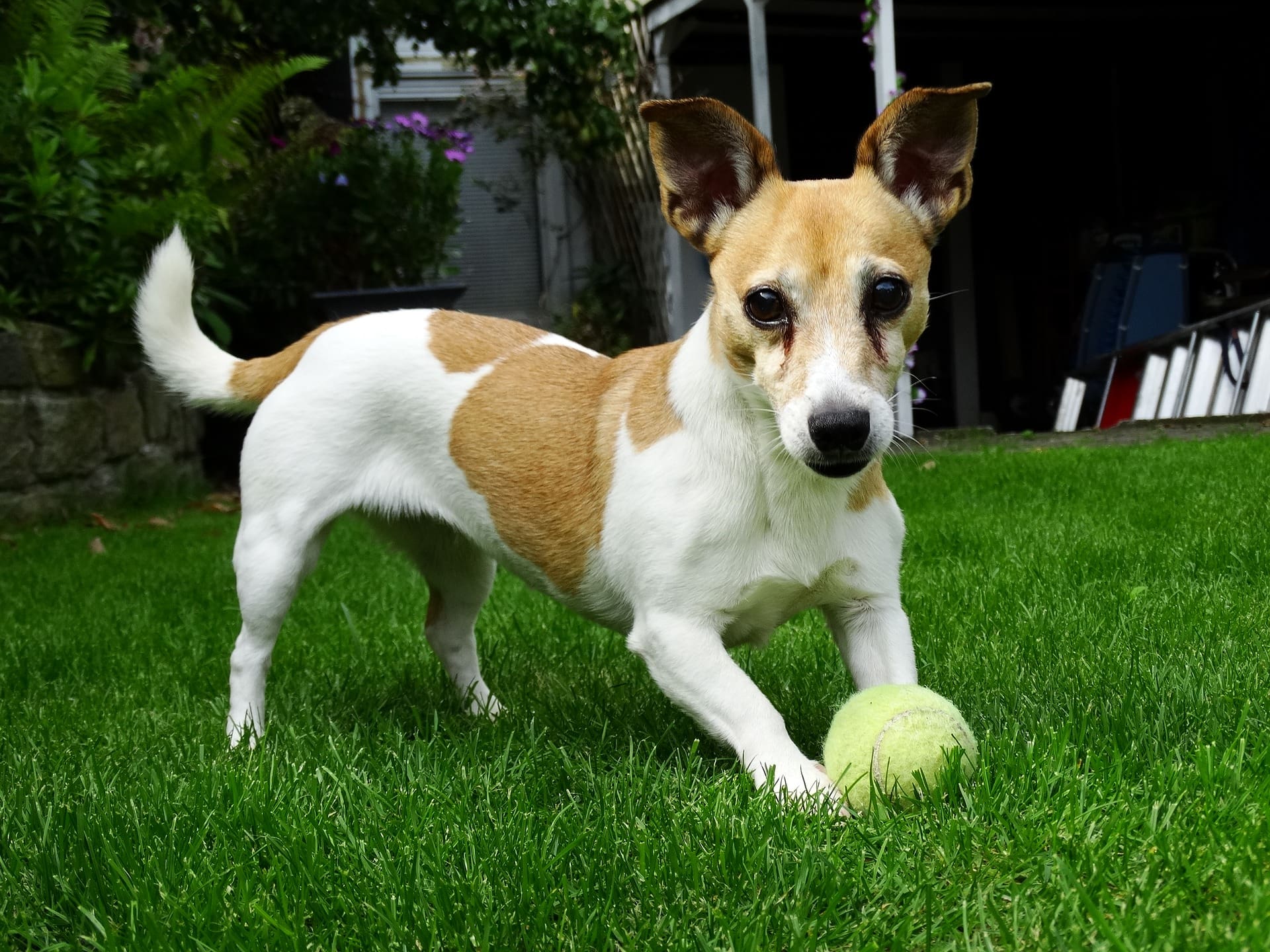 are tennis balls safe for dogs