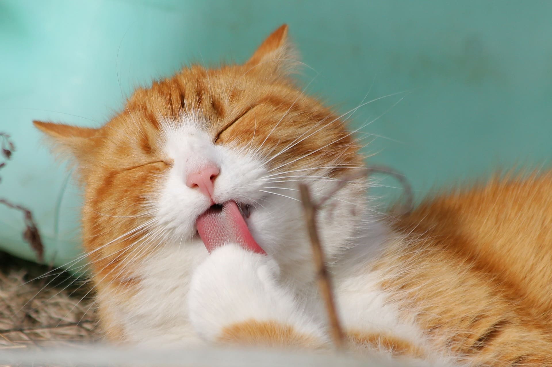 signs of dental pain in cats; cat tooth pain - cat grooming