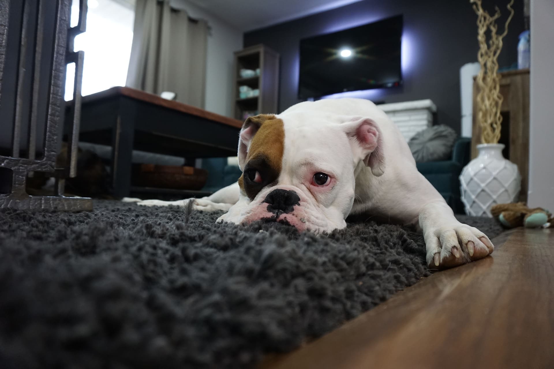 dog tooth pain - sad bulldog on floor