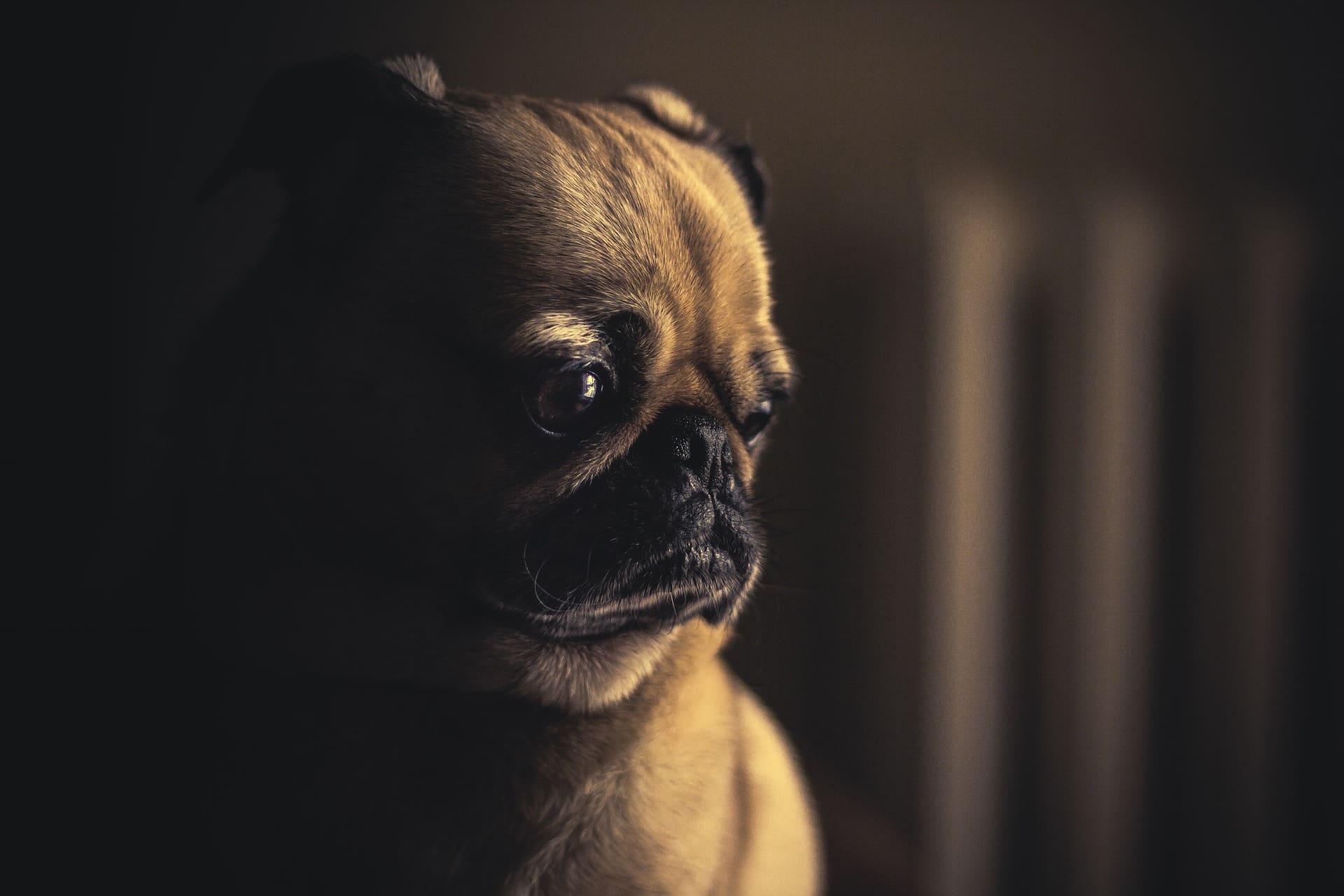 dog tooth pain symptoms - pug