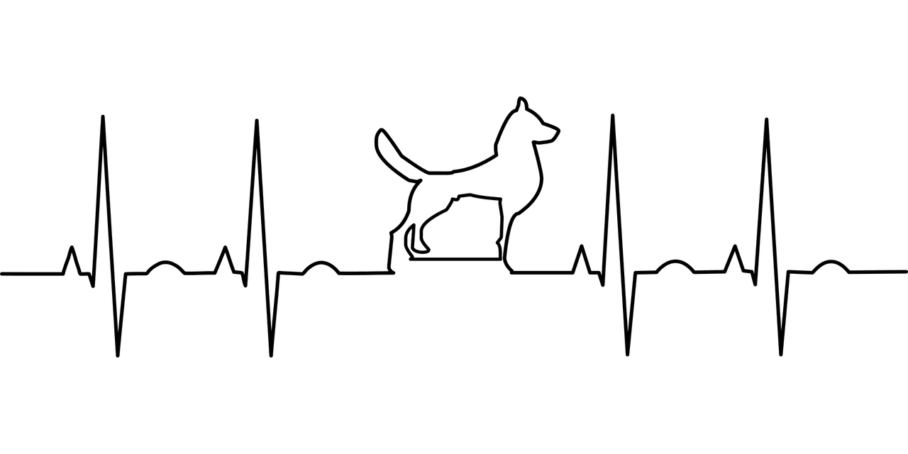 pet health insurance - dog ekg