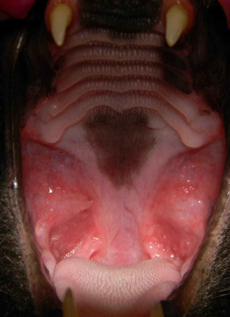 feline stomatitis treatment options