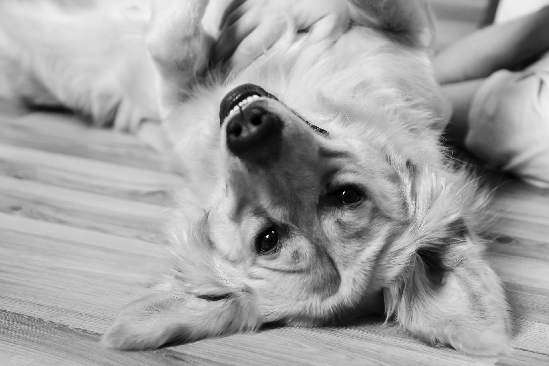 tooth discoloration in dogs - golden