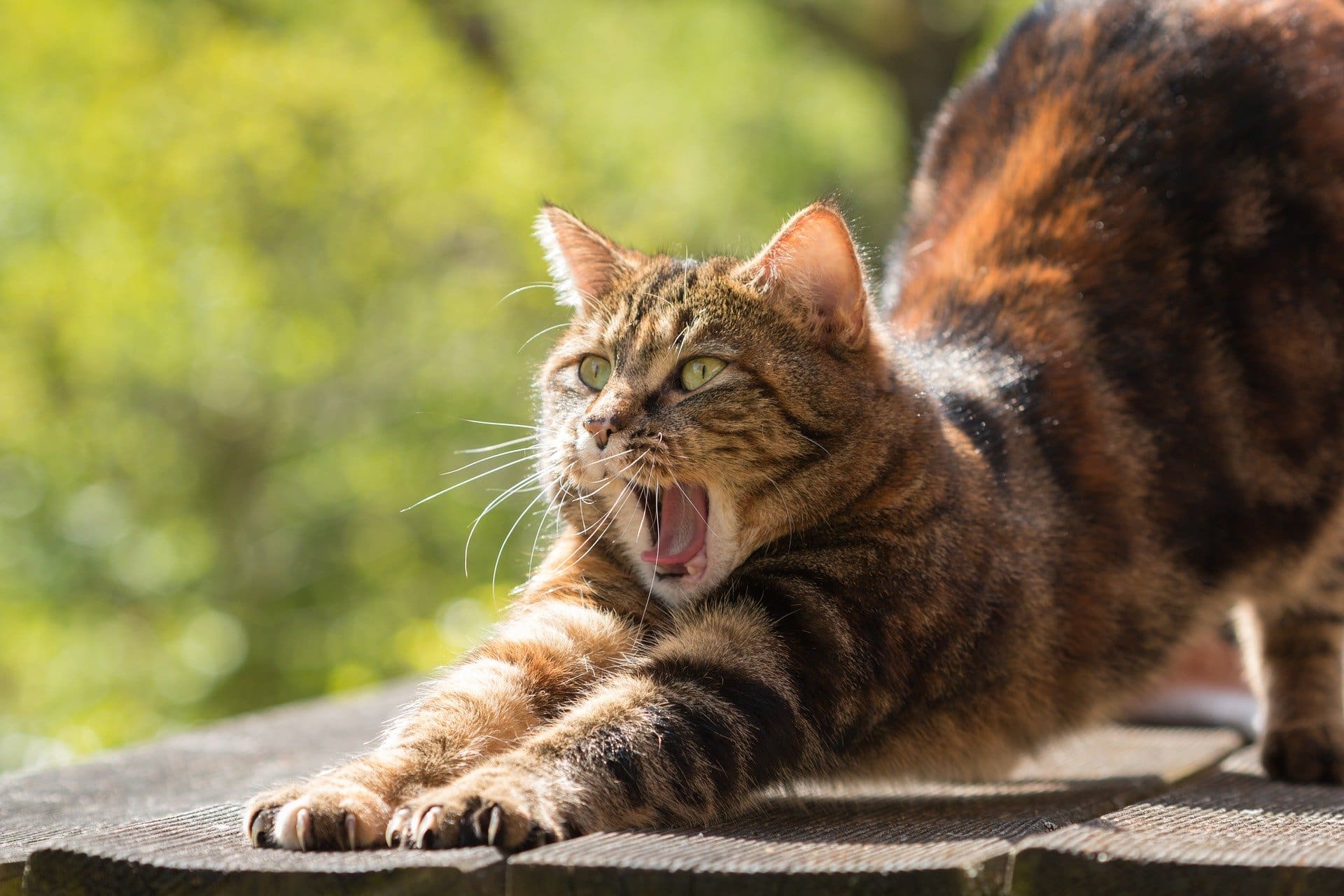 veterinary technician dental ce 2020 - cat yawing