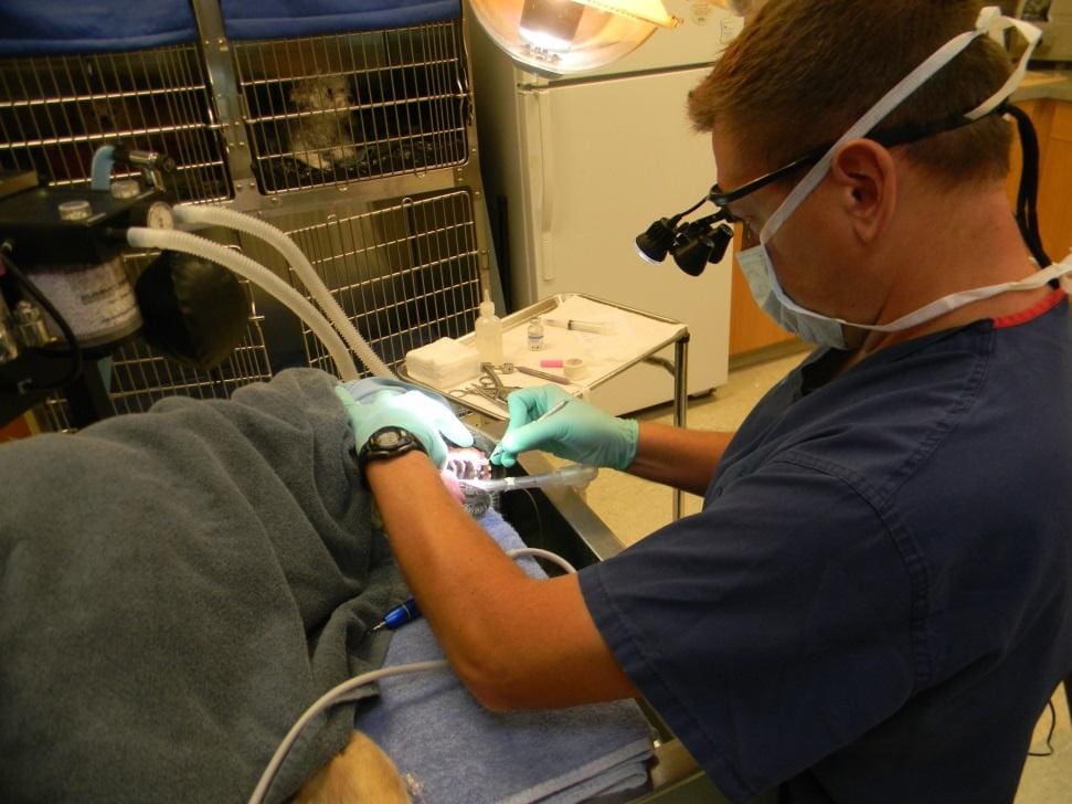pet dental cleaning