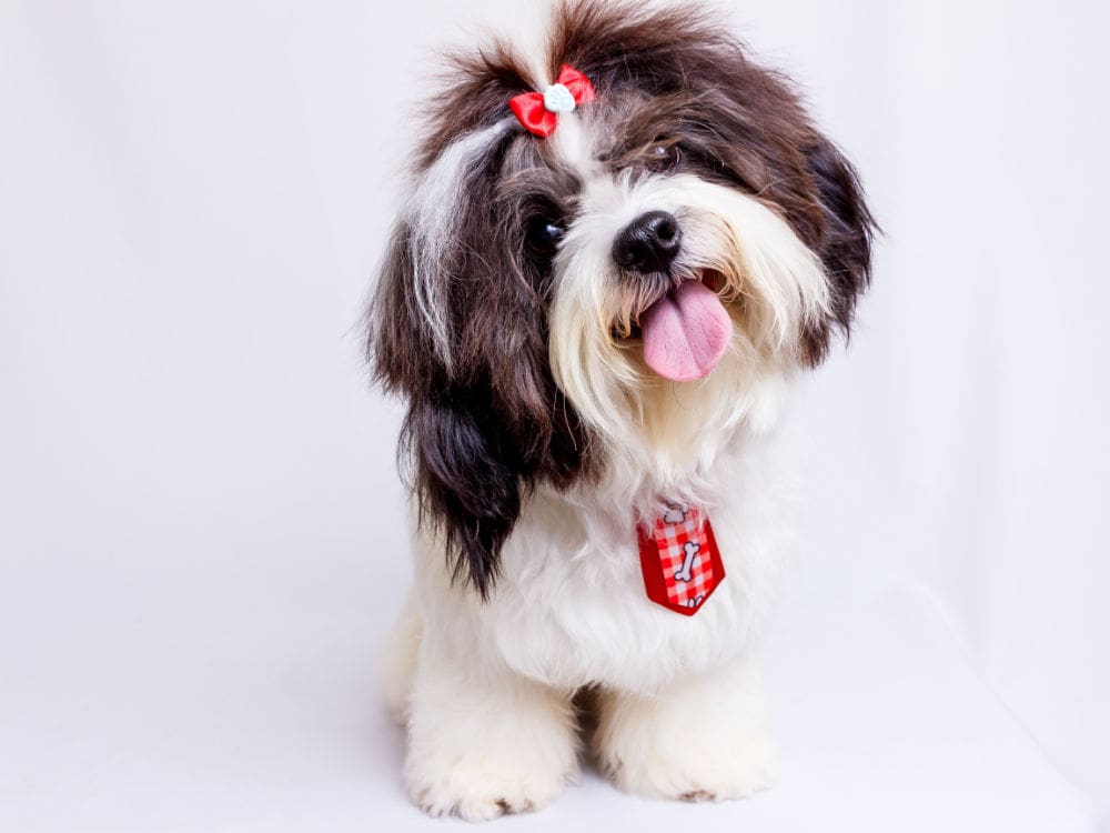 are probiotics good for dogs - small brown and white dog with collar