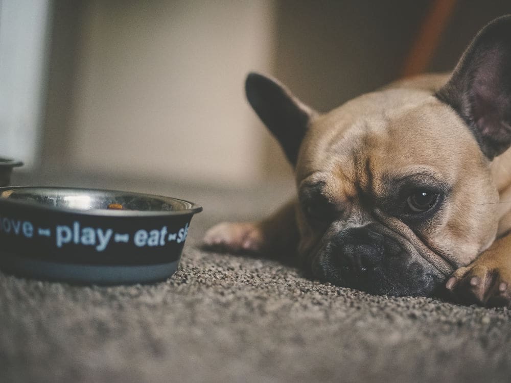 toxic household items for pets