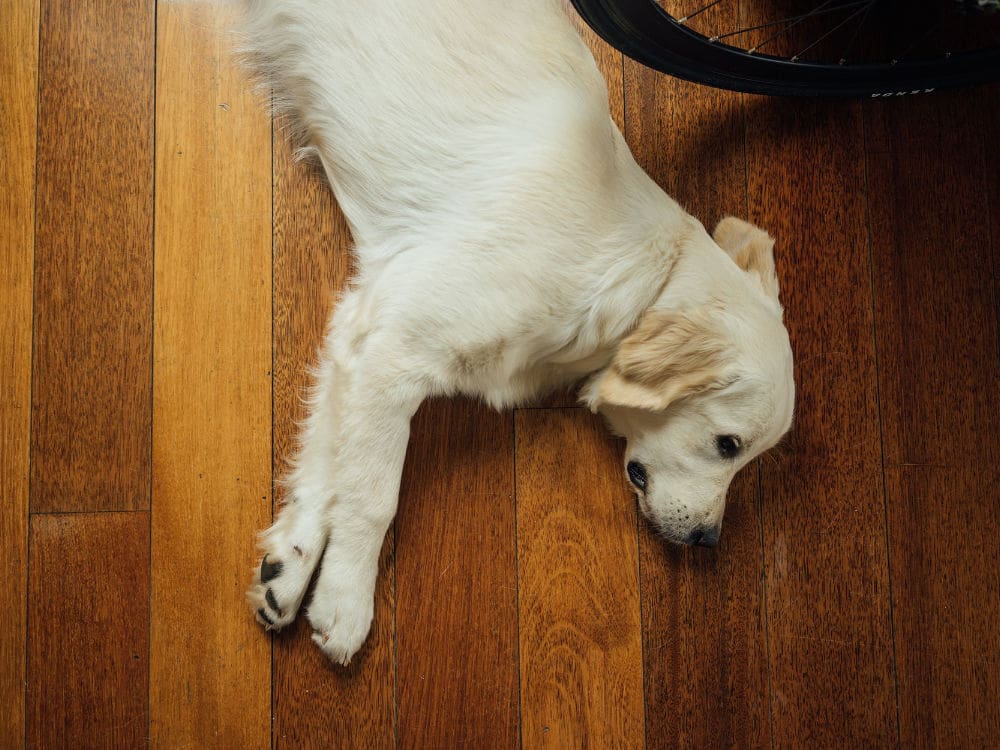 white lab on wood floor - dog swollen mouth; facial swelling in dogs