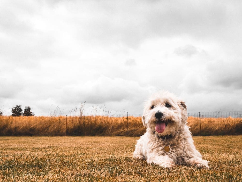 dog's mouth bleeding; small white dog sitting in field - dog swollen tongue