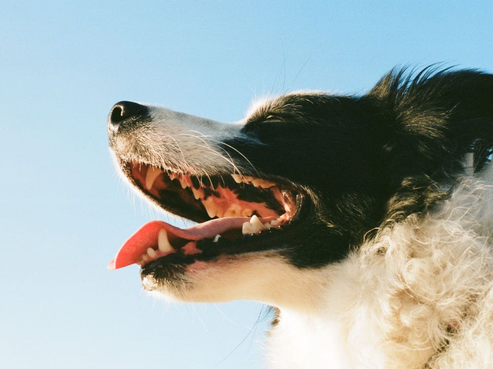 black and white dog with teeth showing - how to brush dogs teeth