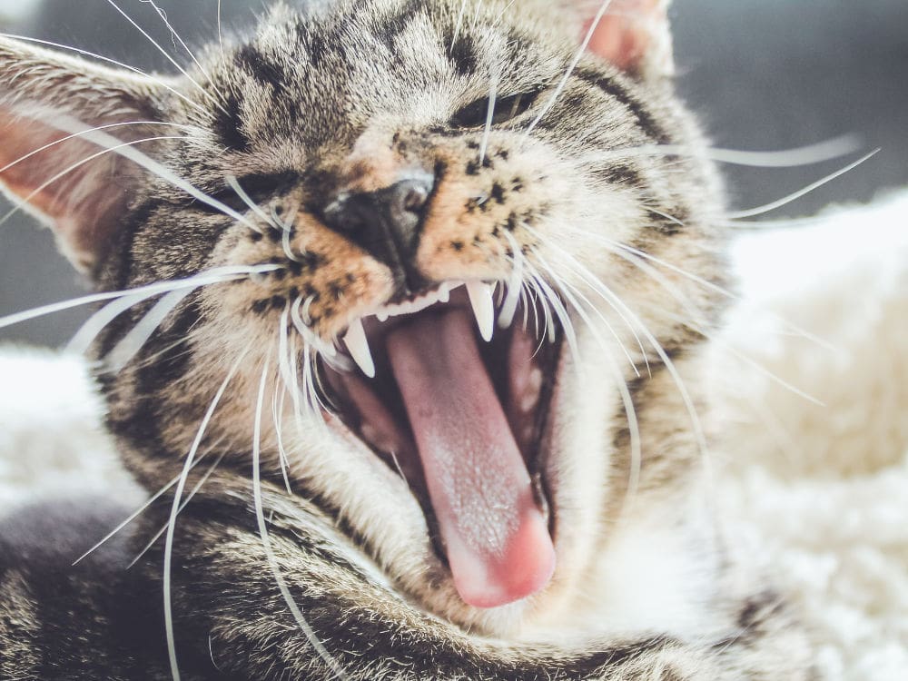 black and brown cat yawning - alternatives to brushing cats teeth