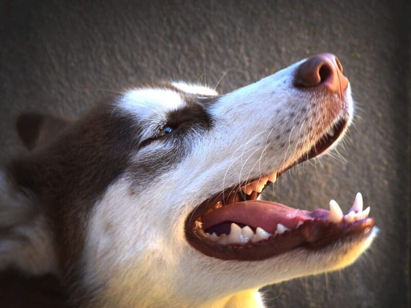 Why Anesthesia is Necessary for Dogs Pets to Have Their Teeth Cleaned