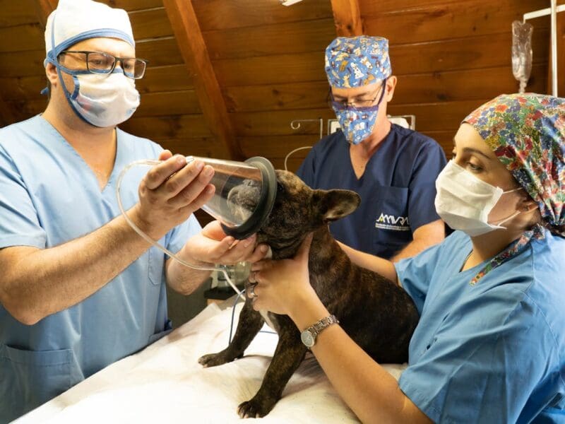 veterinarians giving dog anesthesia through a mask