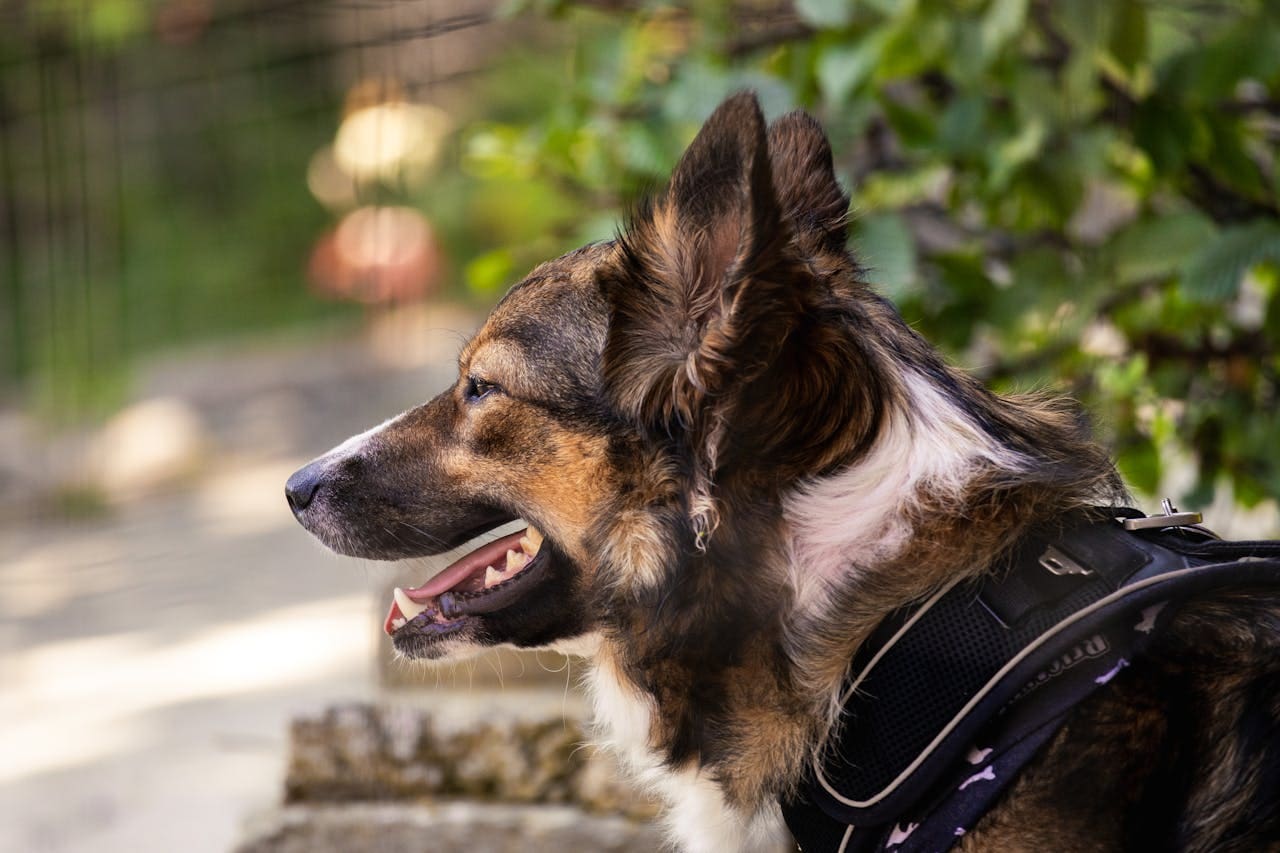 A young dog with healthy teeth.