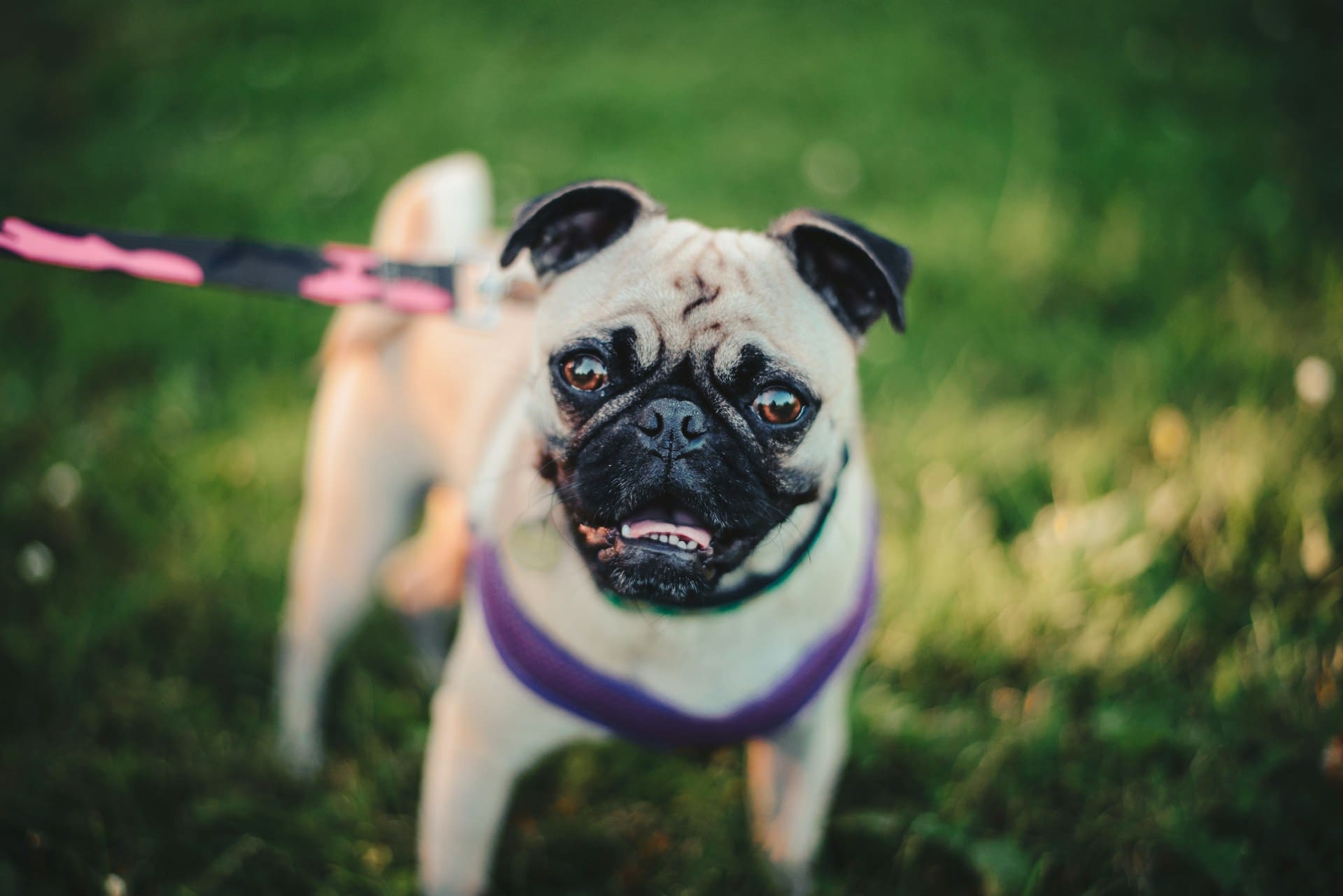 pug standing in grass smiling with teeth showing