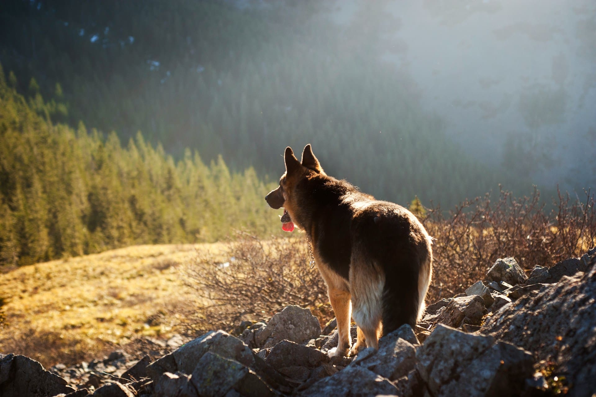 german shepherd hiking in the mountains