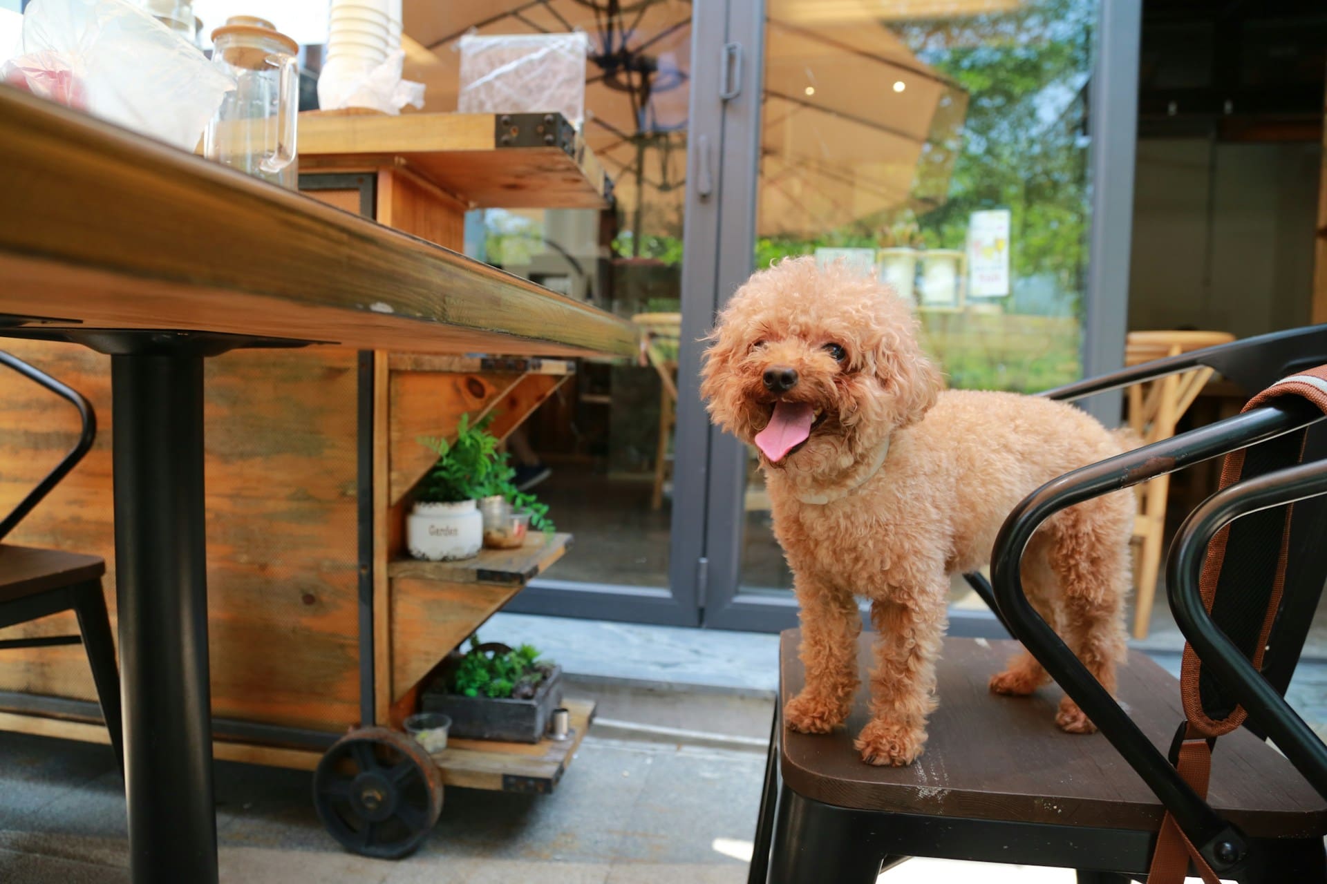 small brown dog sitting on a chair on a restaurant patio