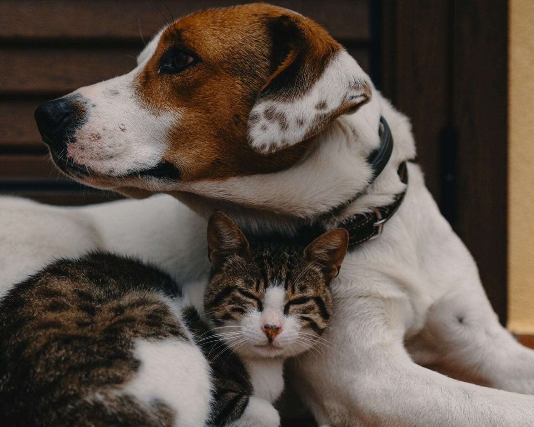 large white and brown dog snuggling with tabby cat