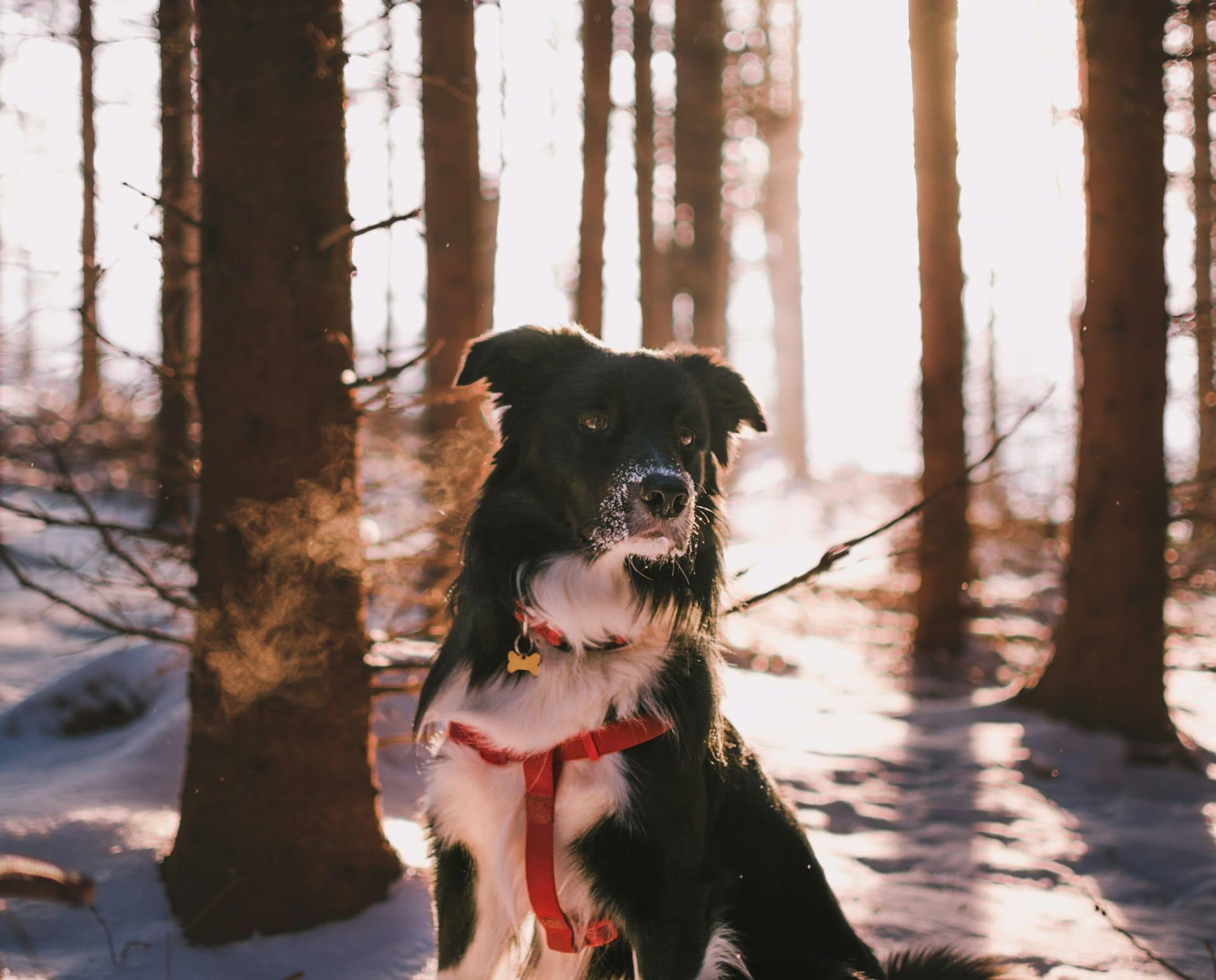dog standing in snowy woods with breath showing