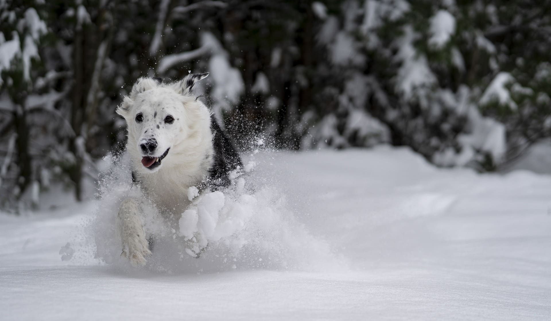 winter pet care tips