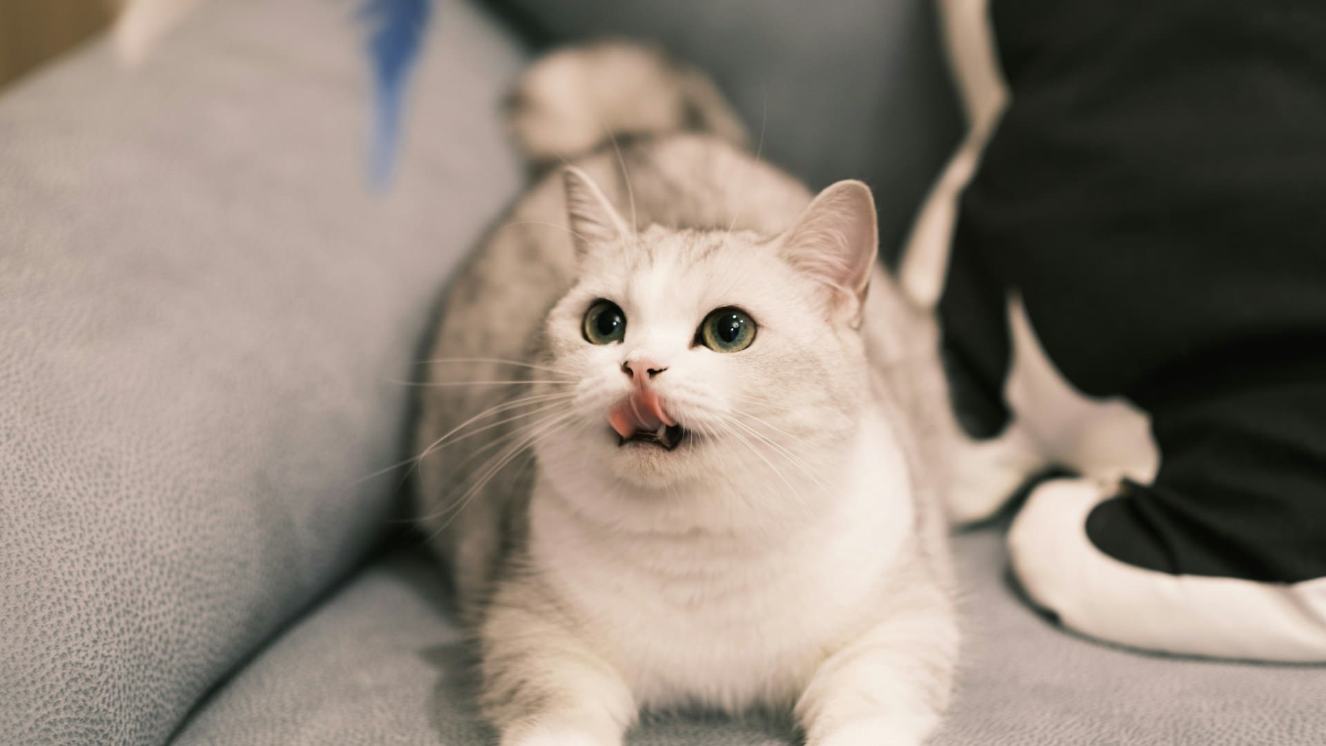 drooling in cat