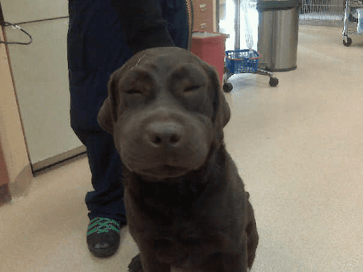 facial swelling in dogs