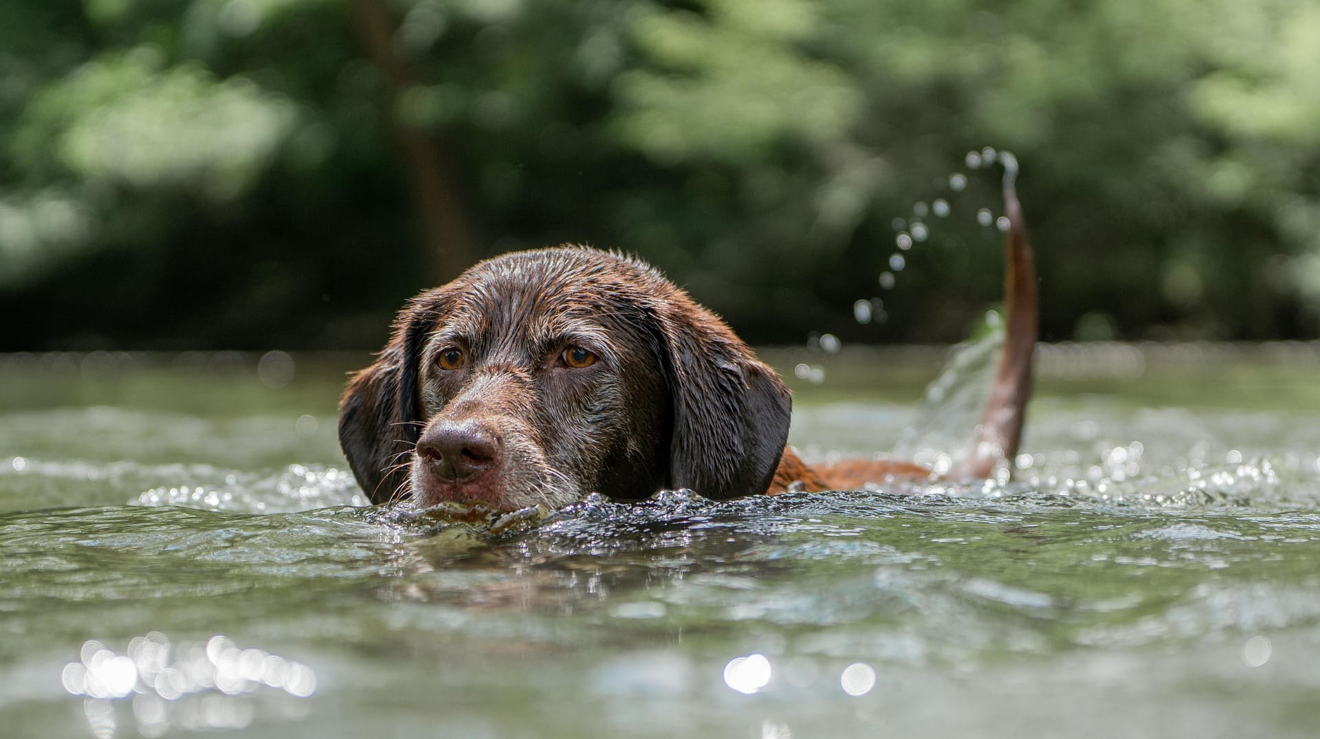 dog swimming in one of the dog-friendly places in Castle Rock