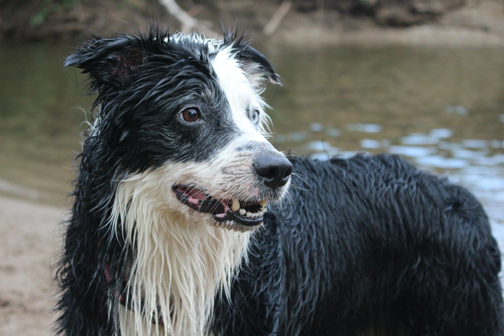 keep pet cool in summer castle rock