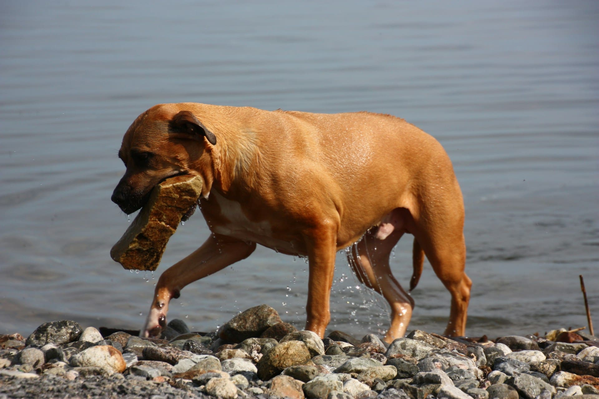 dog carrying rock in mouth can potentially cause mouth trauma in dogs