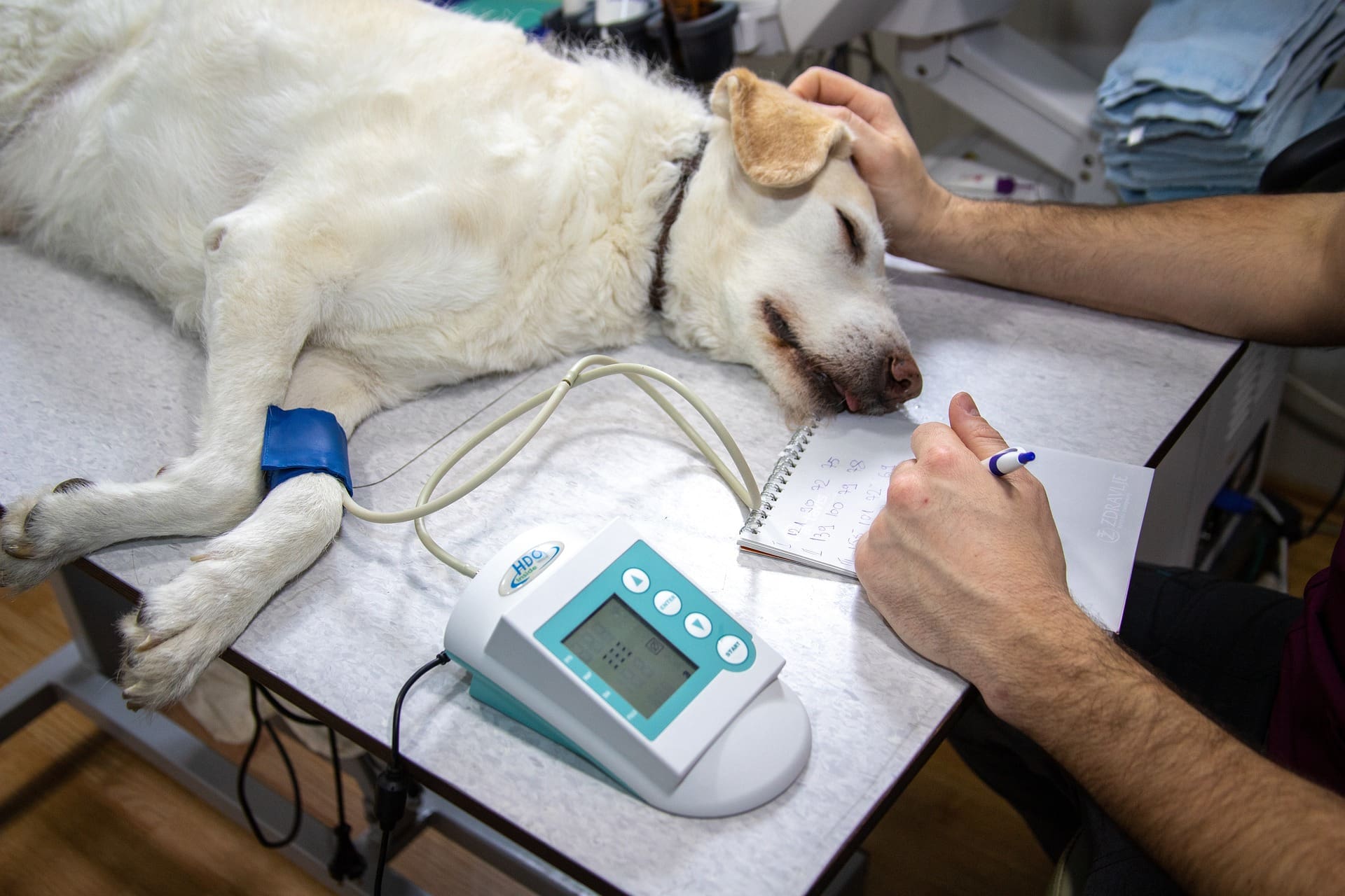 An anesthetized dog on operating table while the anesthesiologist monitors the dog closely.