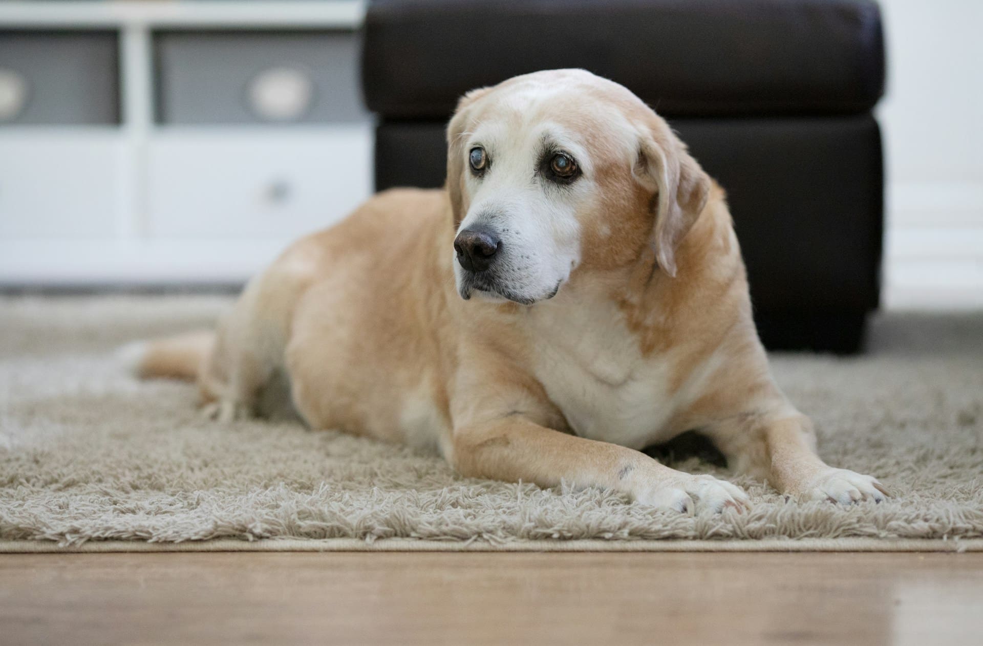 A senior dog laying on a rug, even senior pets need dental care.
