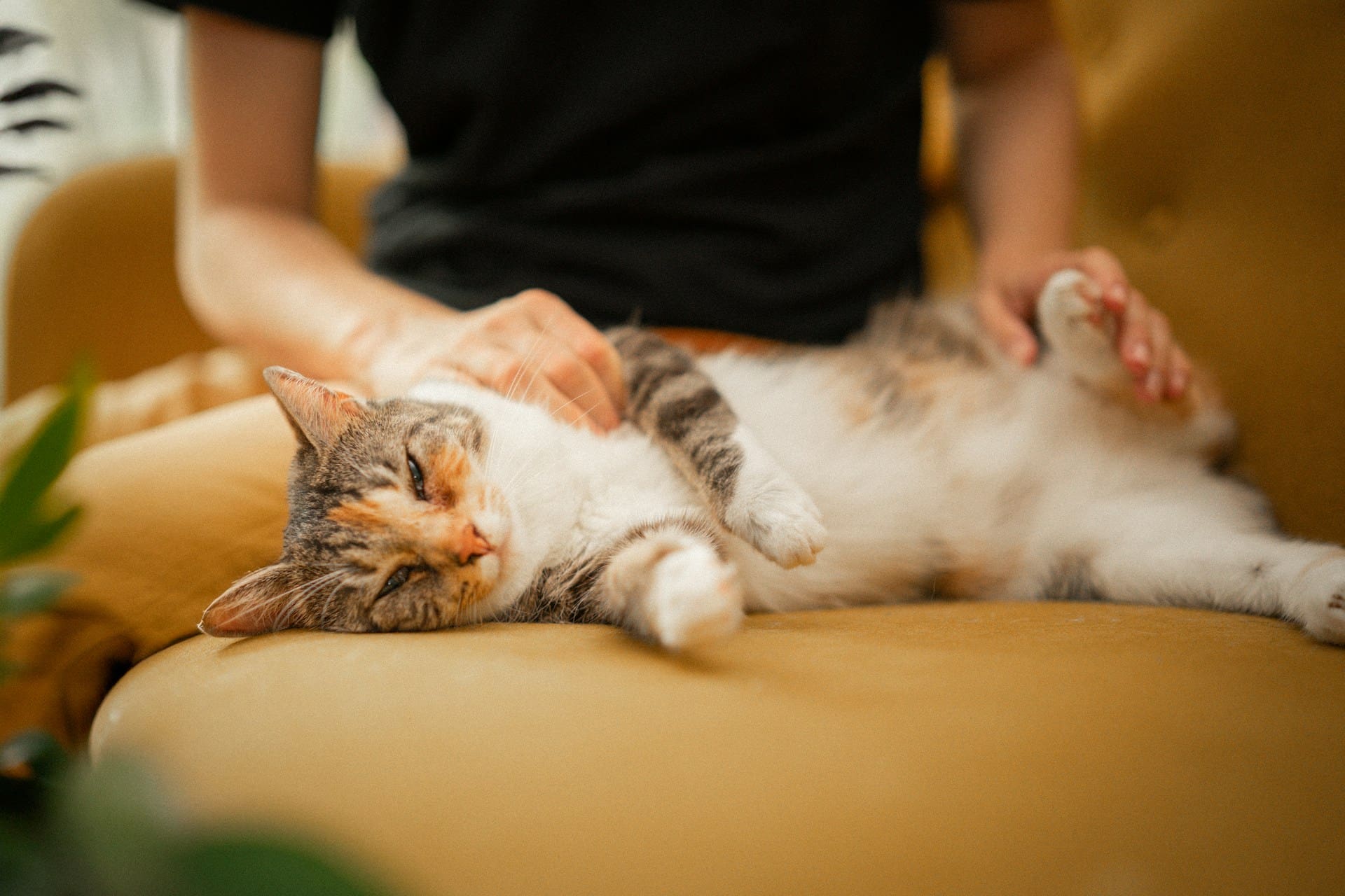 A cat smiling as it lays on the couch being petted by their owner.