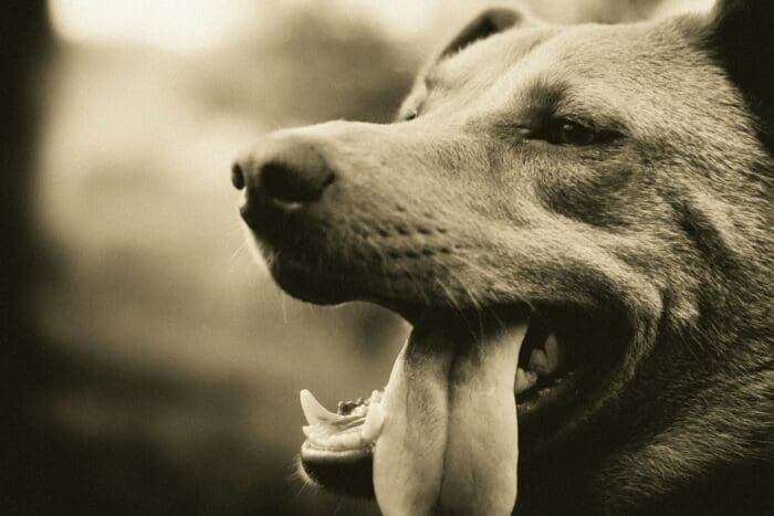 A dog panting outside in a dry climate.