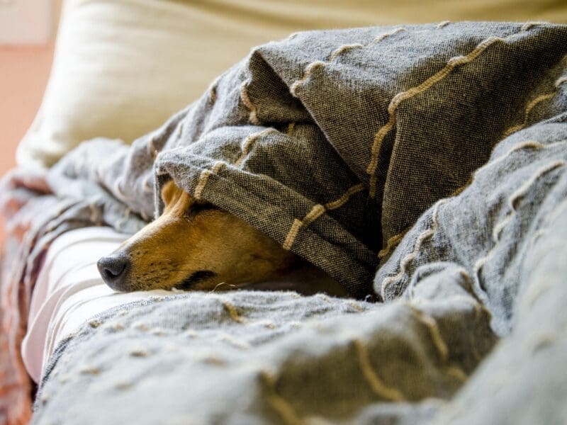 A dog is laying on a bed under a blanket relaxing.