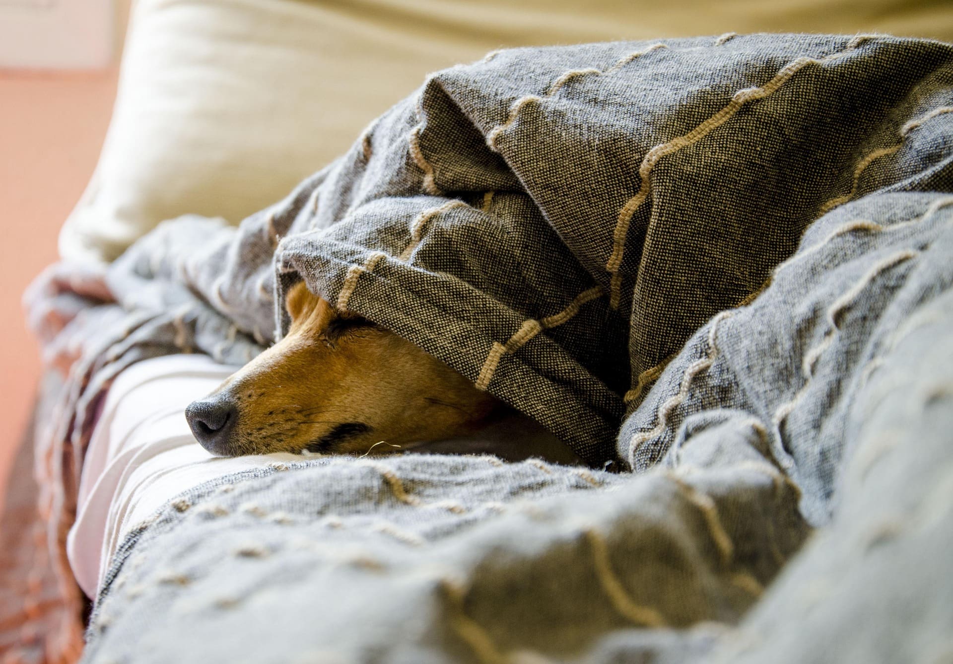 A dog is laying on a bed under a blanket relaxing.