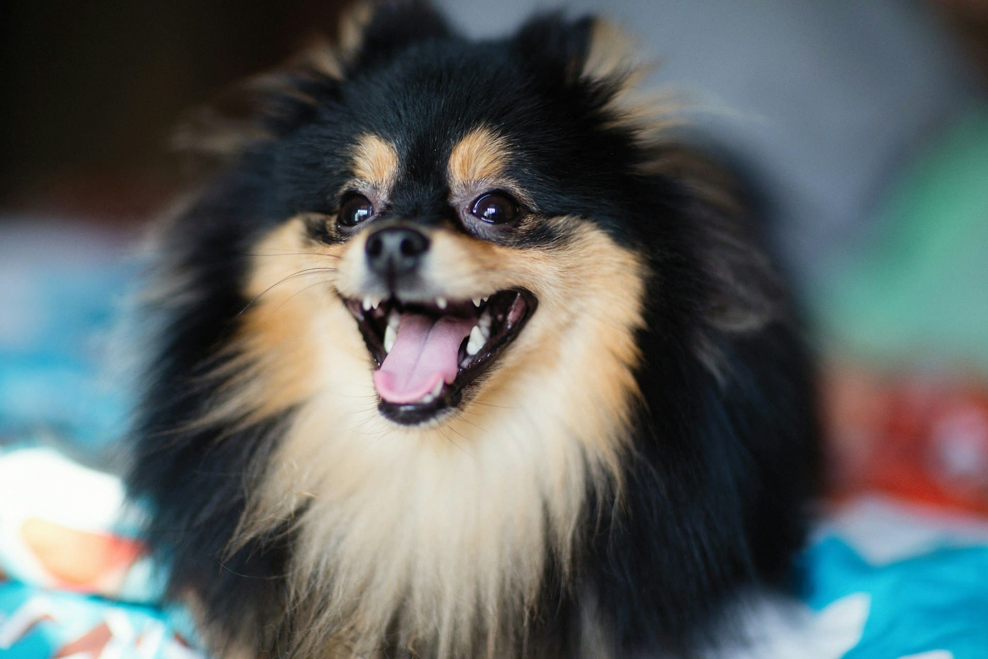 A small dog is showing their healthy pet smile.