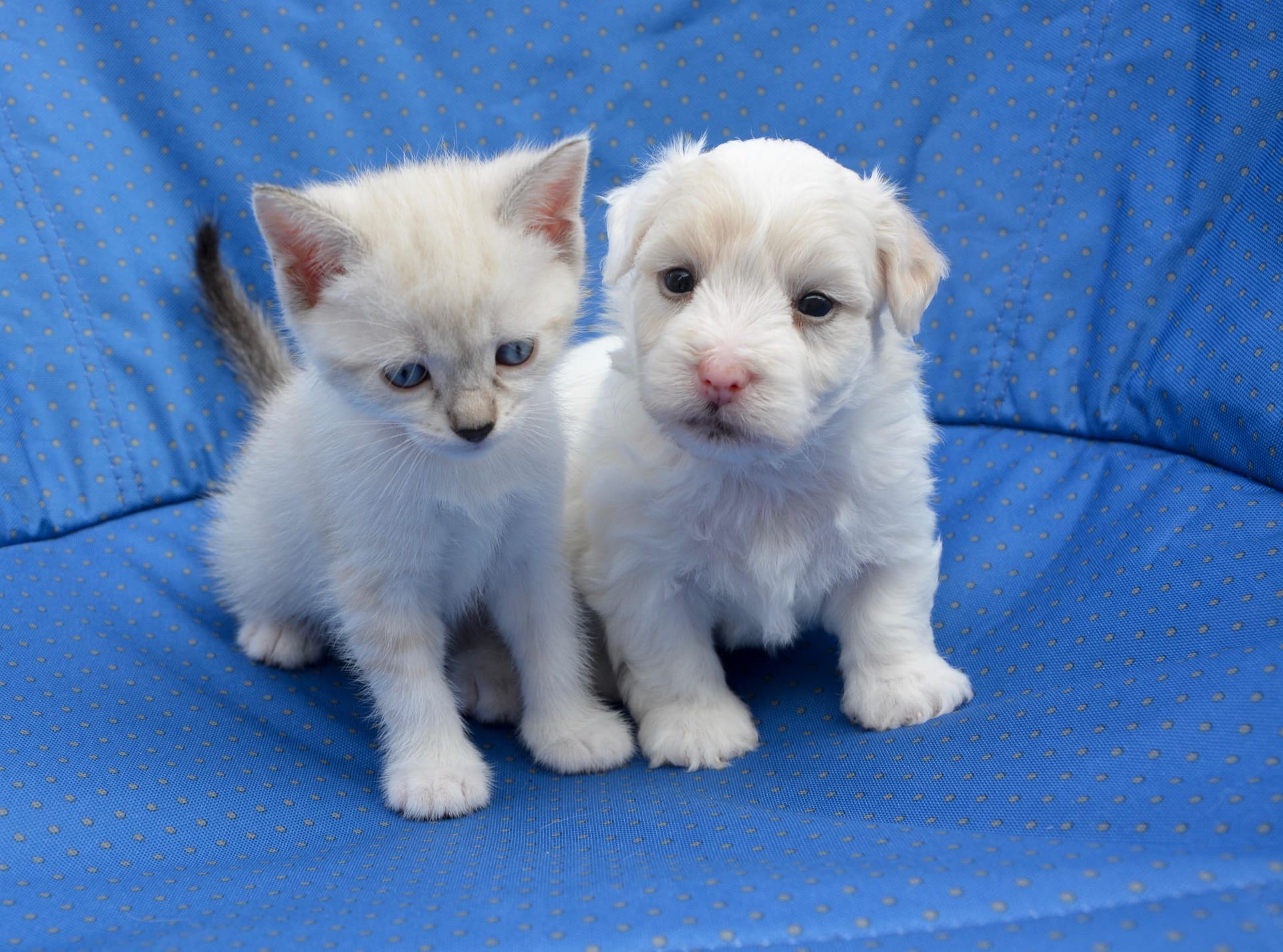 A white puppy and kitten are sitting next to each other on a blue blanket.
