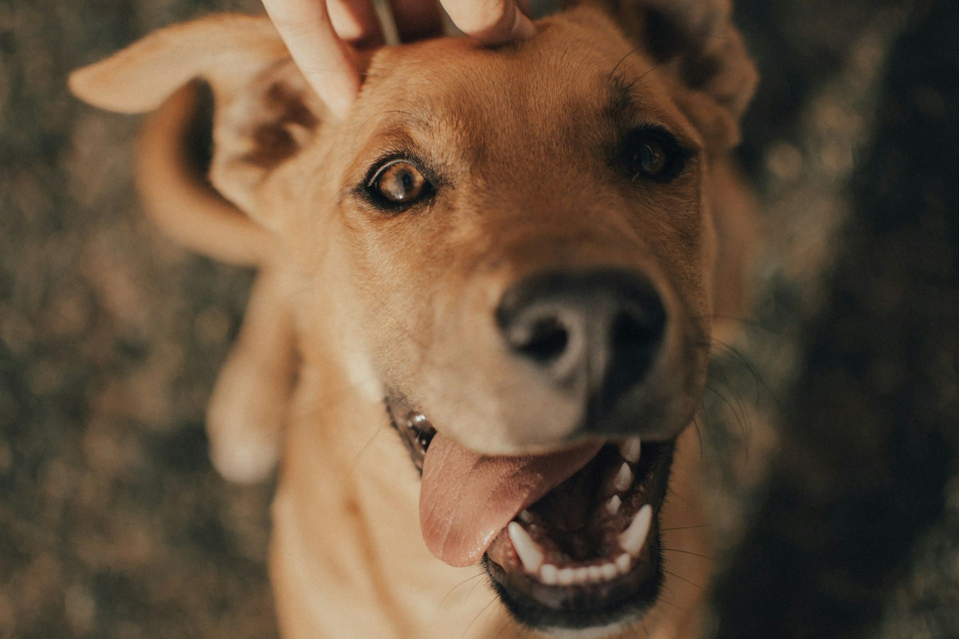 A dog has their mouth open with tongue hanging out smiling as they are being petted on the head.