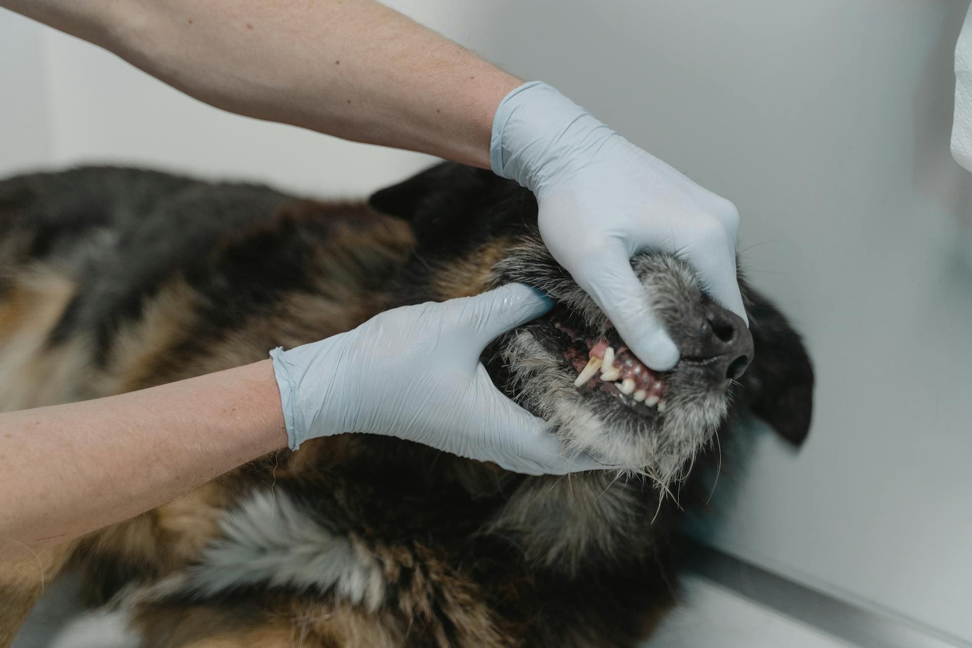 A vet is looking at a dog's teeth at the beginning of their pet dental exam.