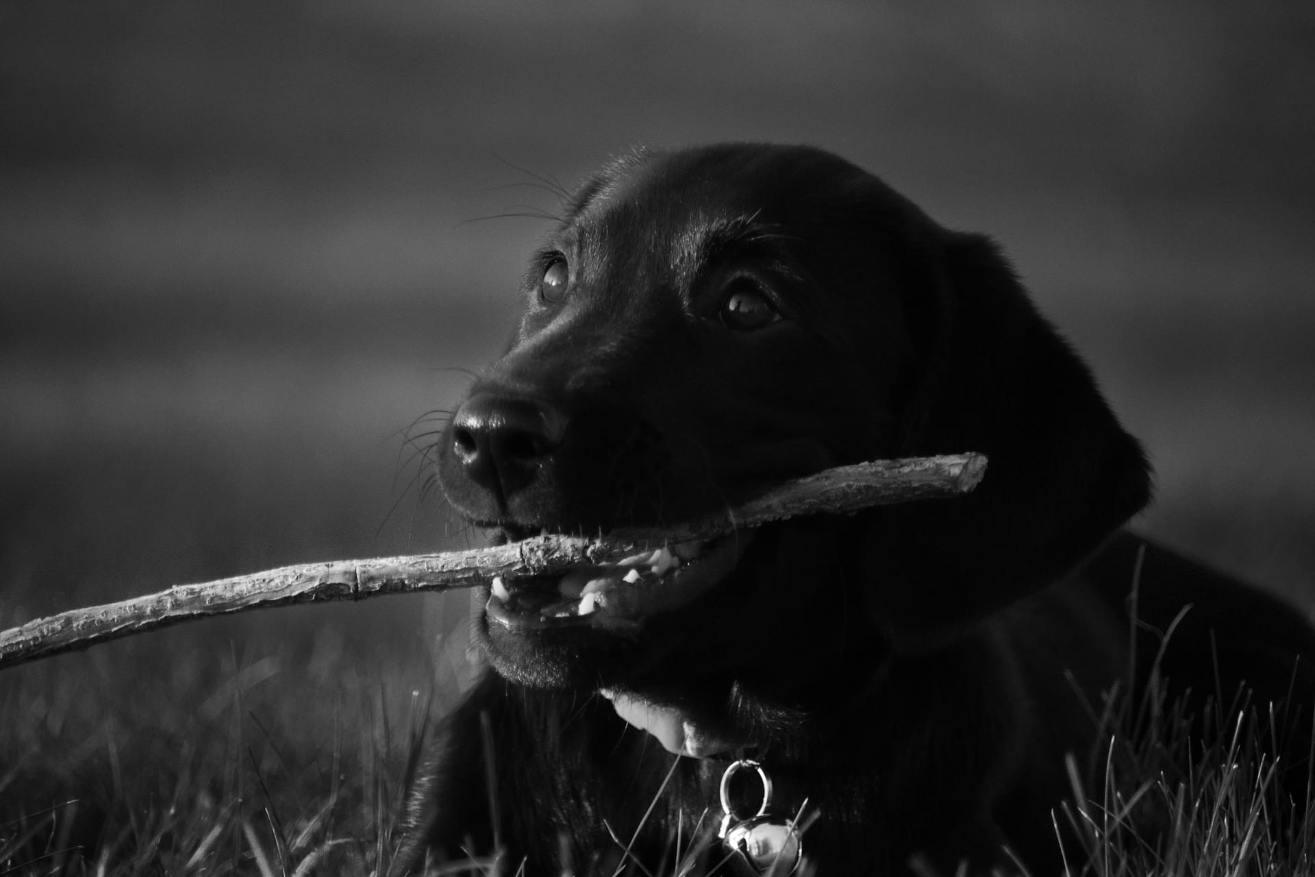 A black and white picture of a dog chewing on a stick.