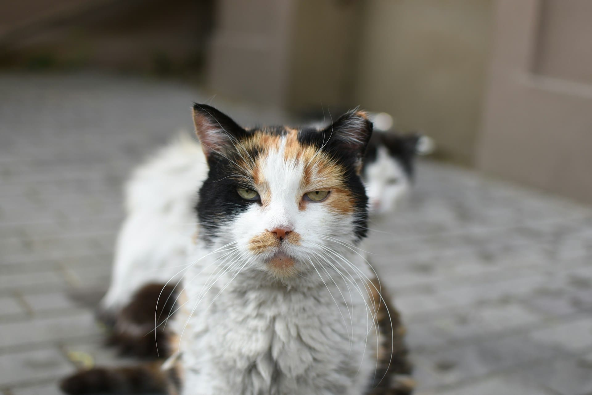 A senior calico cat is sitting there looking at the camera looking thoroughly displeased and angry.