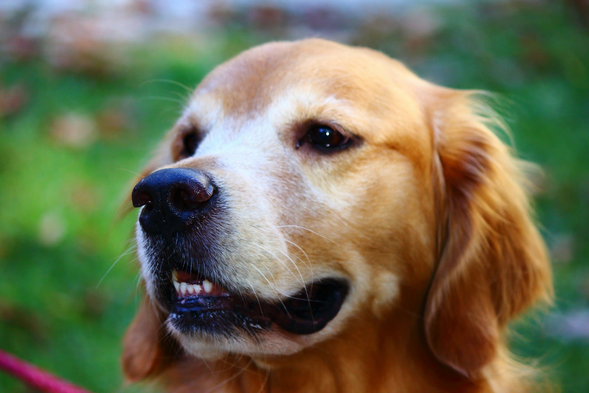 A senior dog outside.