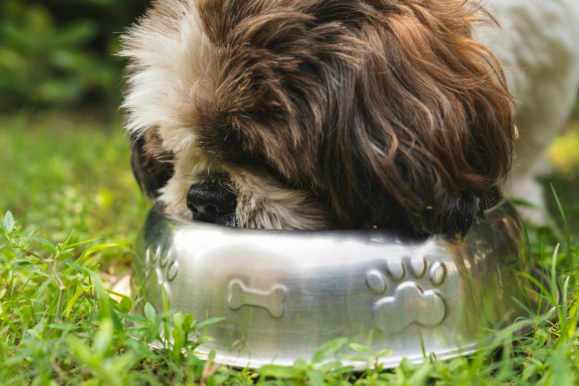 A dog is eating from a dog food bowl.