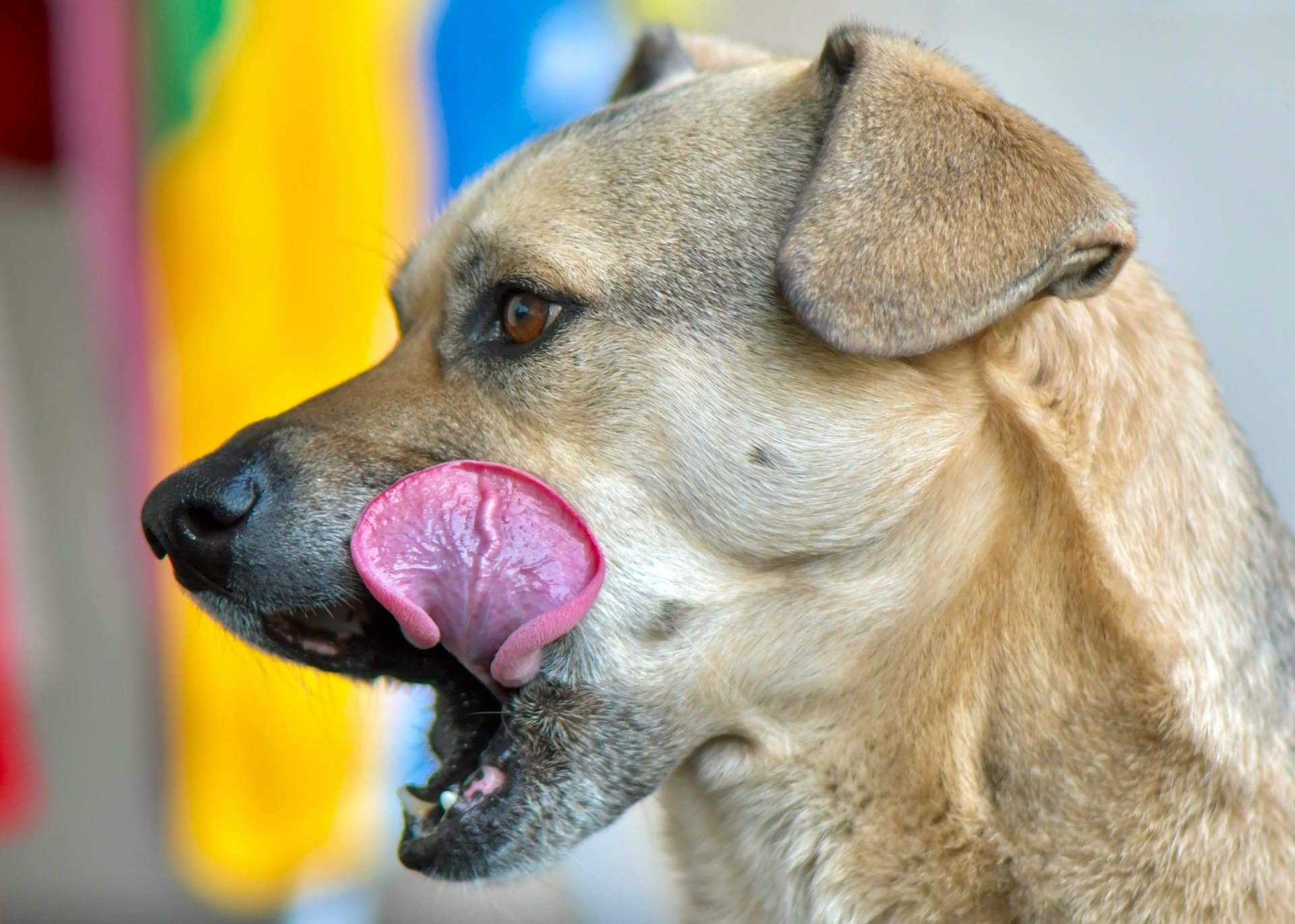 A dog is licking his lips/cleaning his face with his tongue.