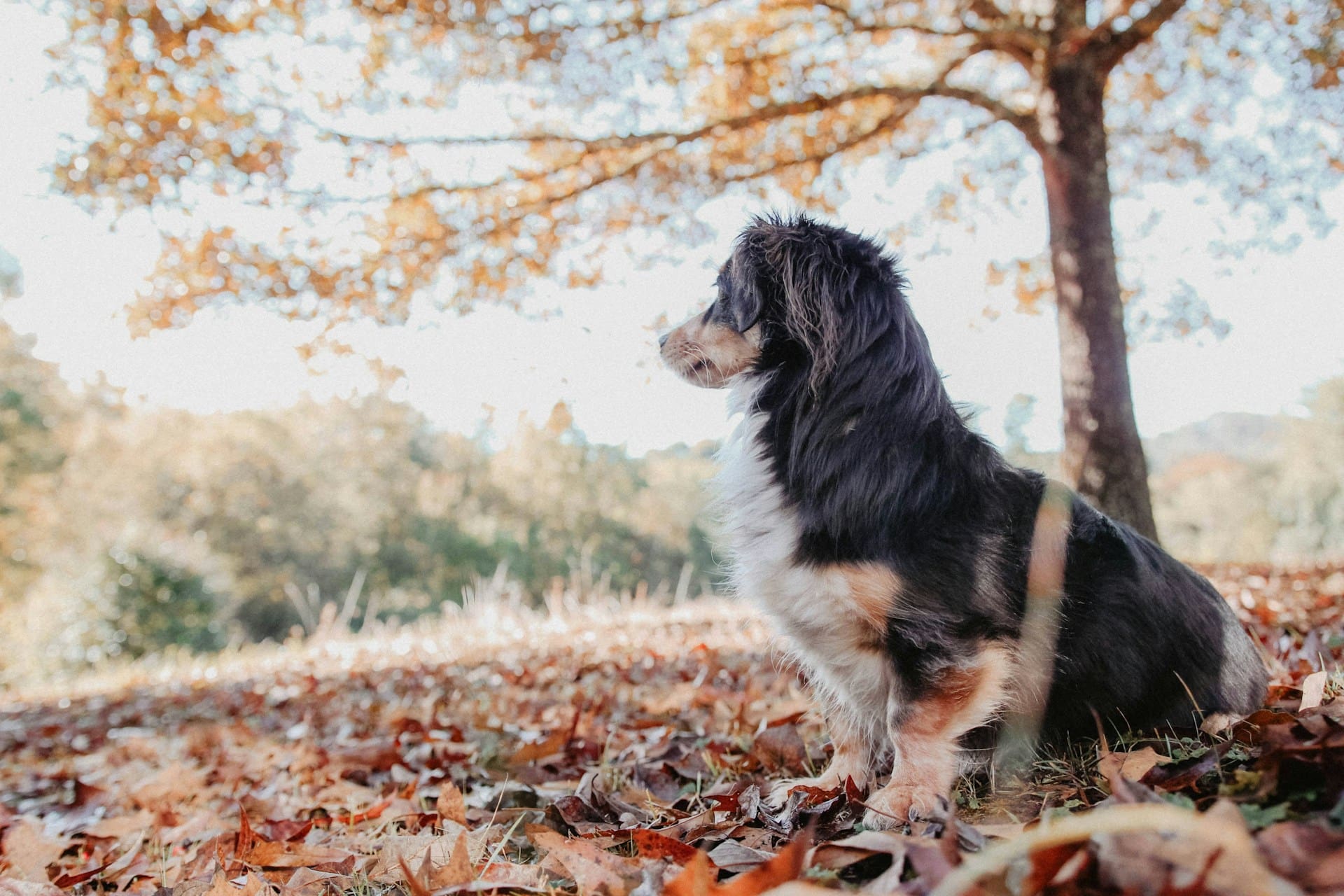 A dog is sitting outside by a tree looking off into the distance.