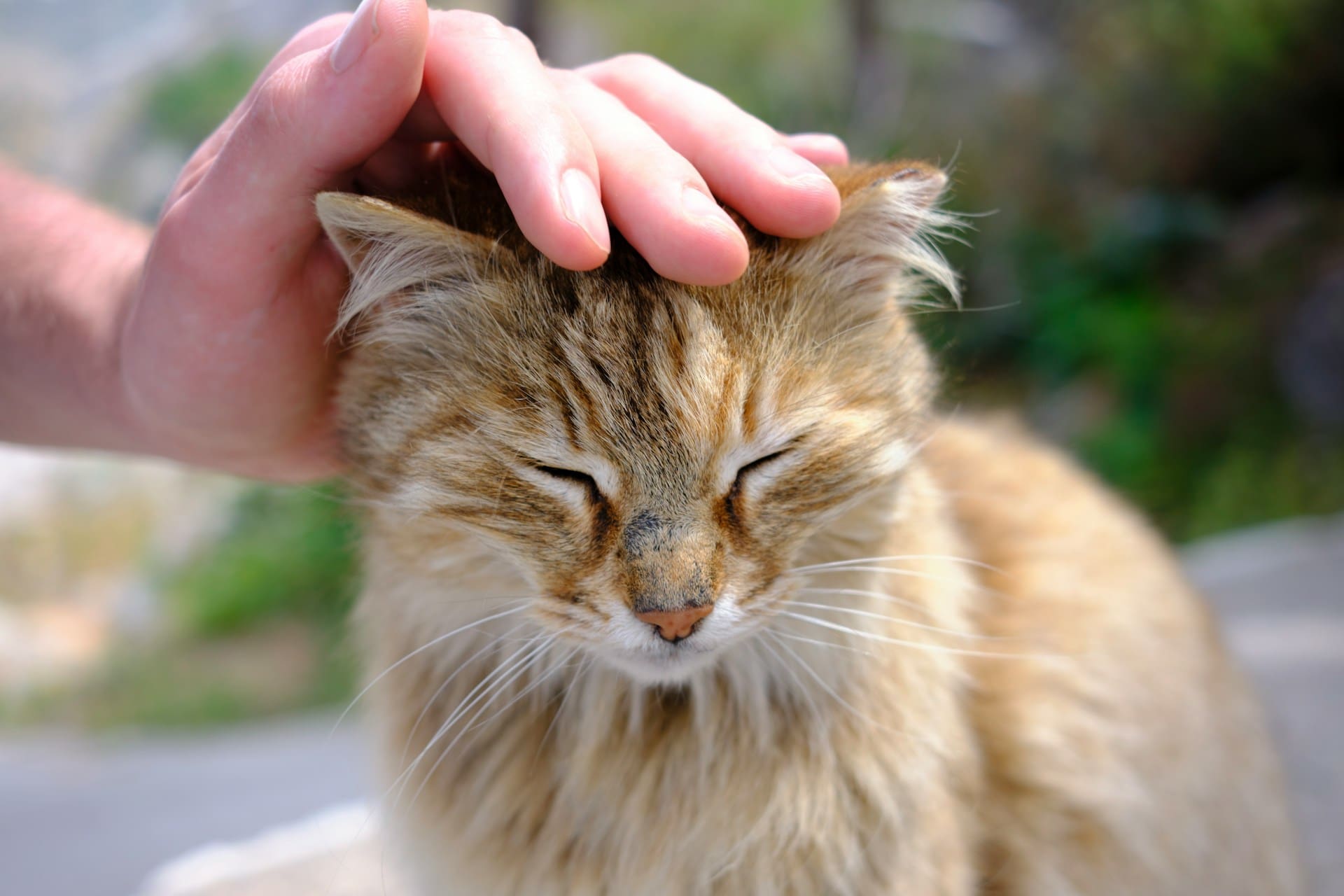 A person is petting a cat.